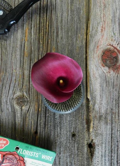 SUMATRA  BURGUNDY-CHERRY COLOR  MINI CALLA LILIES